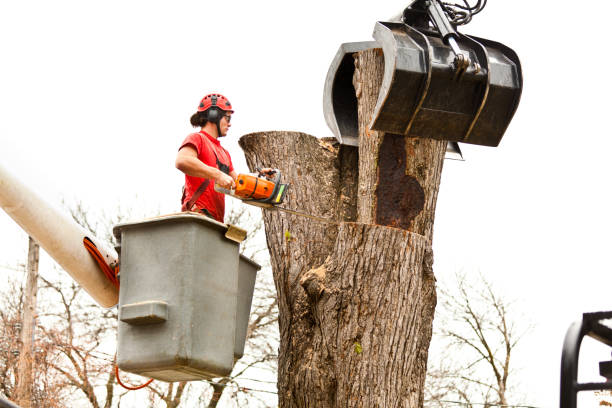 How Our Tree Care Process Works  in  West Rancho Dominguez, CA